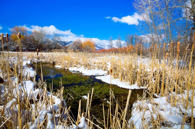 Winter Cattails and Color