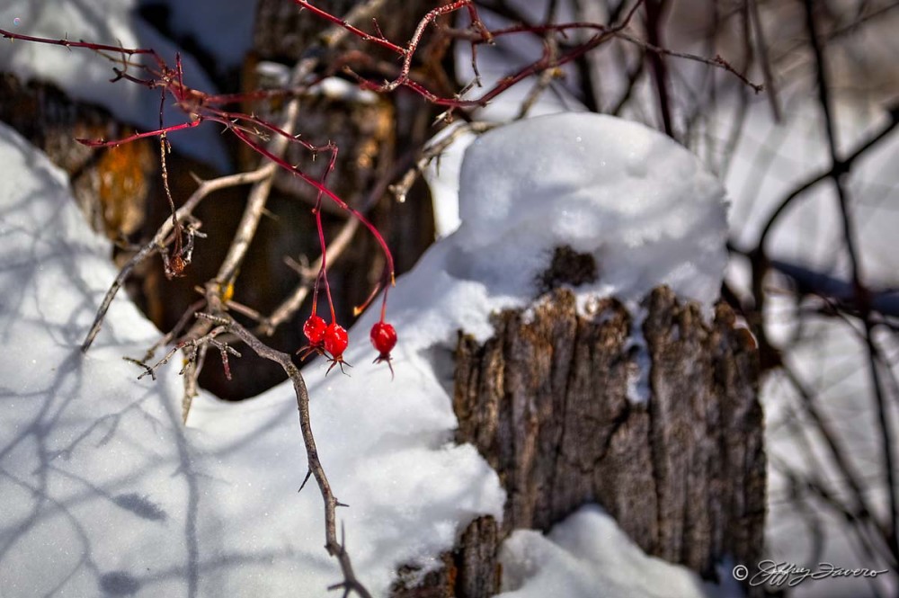 Winter Red Berries