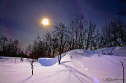 Winter Tree Silhouette