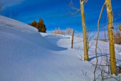 Snow, Quakies And Barbed Wire