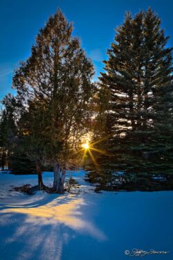 Snow, Quakies And Barbed Wire