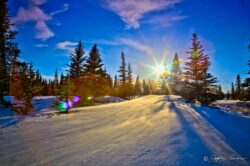 Sun, Snow, Pines