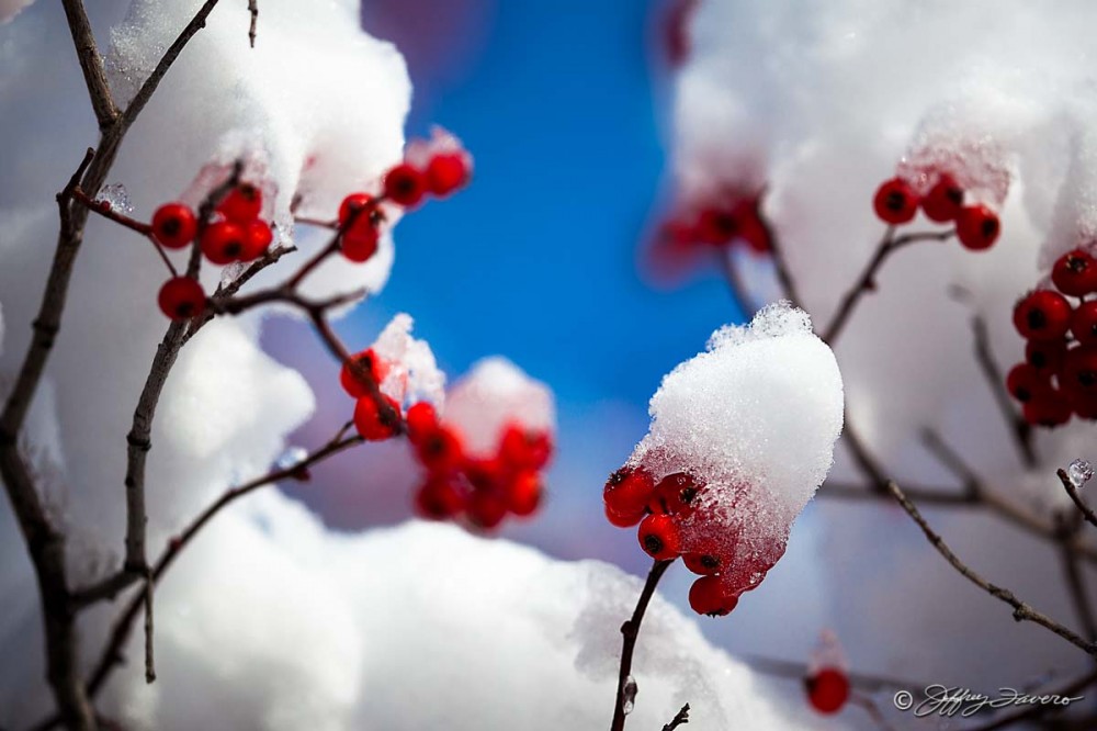 Red, White, Blue Winter Berries