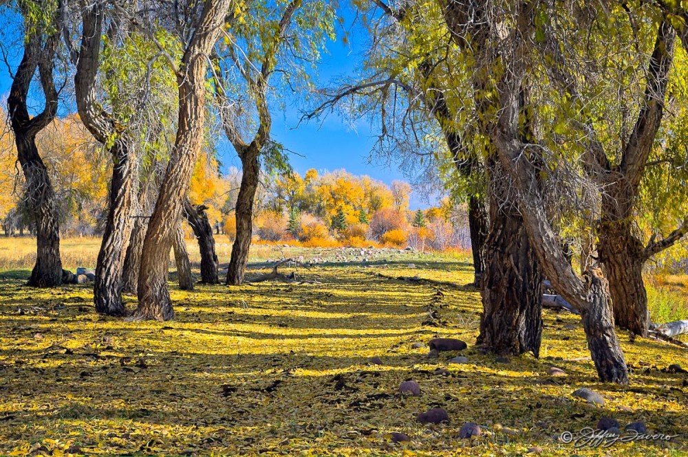 Fall Colors Amidst Cottonwoods