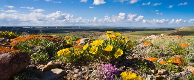 Spring Flower Ridge Panorama