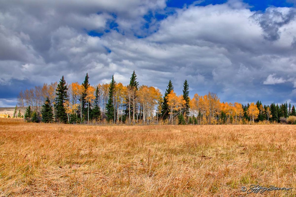 Fall Pines And Aspens