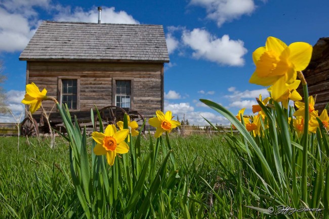 Spring Flowers And Pioneer Schoohouse