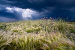 Clouds, Thistle, Grass