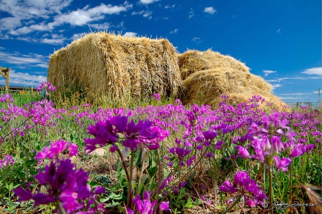 Hay Bales And Spring Flowers