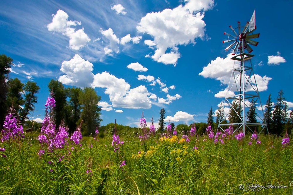 Windmill And Wildflowers