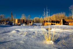 Sun On Golden Grass In Winter