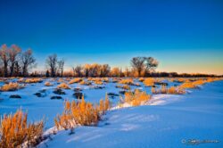 Late Afternoon Winter Sagebrush