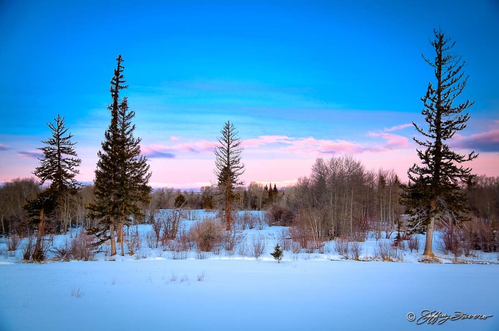 Pines, Sky, Snow