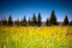 Blowing Summer Wheatgrass