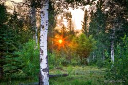 Setting Sun Through Trees
