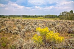 Sagebrush In Blossom