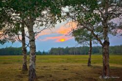 Sunset Through Quakies