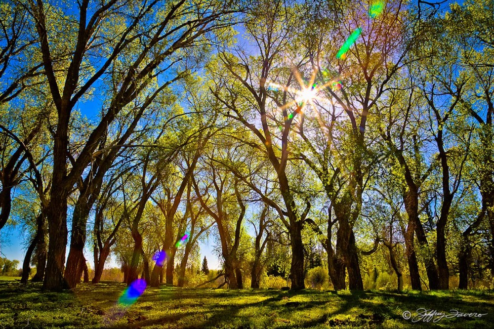 Sun Thru Spring Cottonwoods