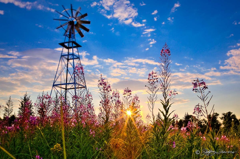 Windmill Flower Sunset