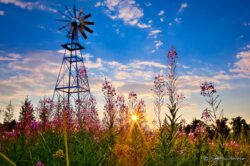 Windmill Flowers Sunset
