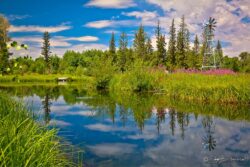 Pine Pond Reflection