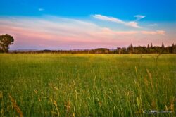 Grassy Meadow At Sunset