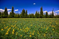 Blue, Green and Yellow