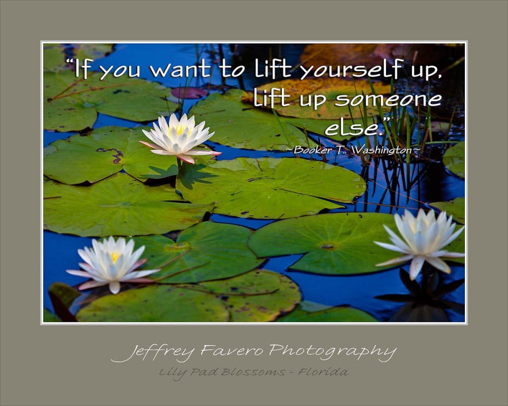 Lily Pad Blossoms - Want to Lift