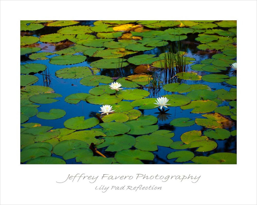 Lily Pad Reflection