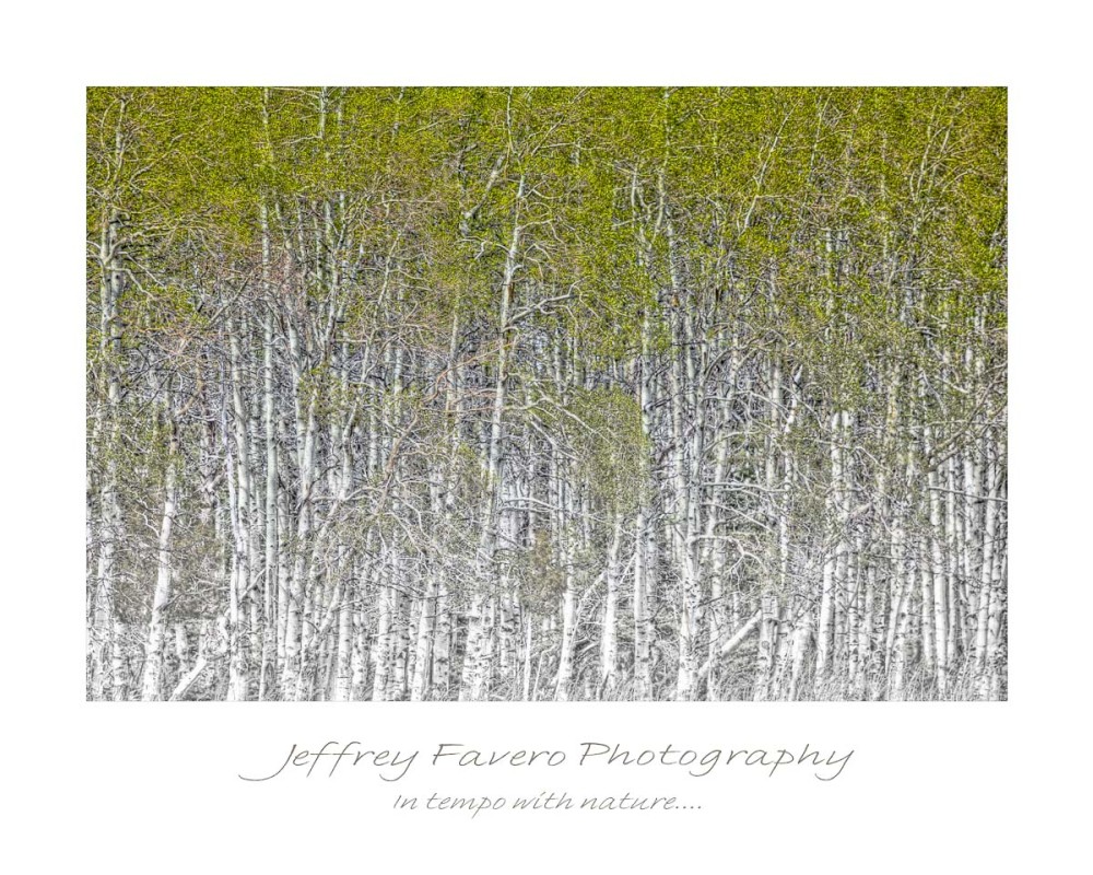 Quaking Aspens