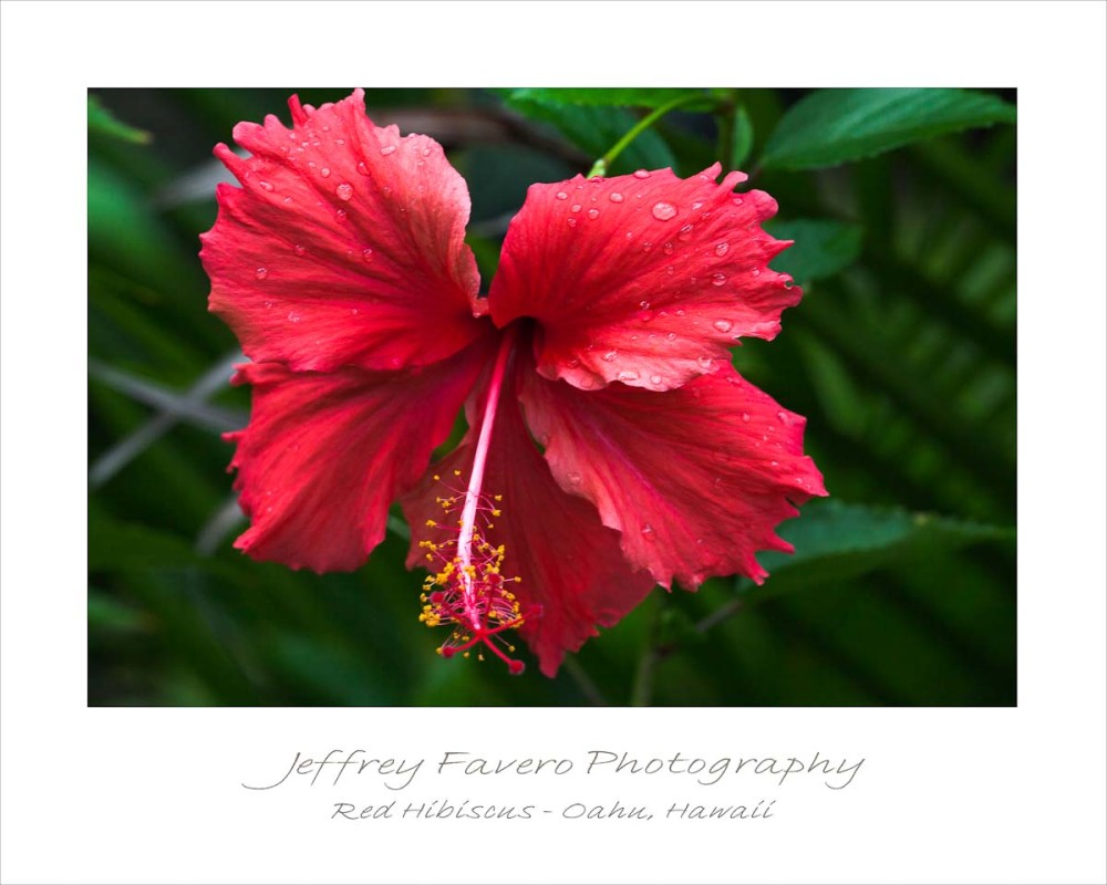 Red Hibiscus