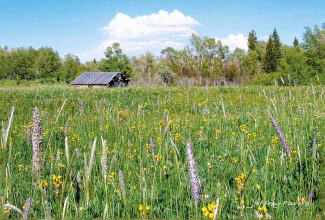 Cabin Flowers