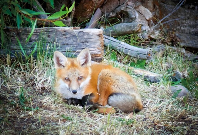 Red Fox