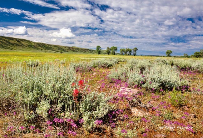 Sage And Spring Flowers