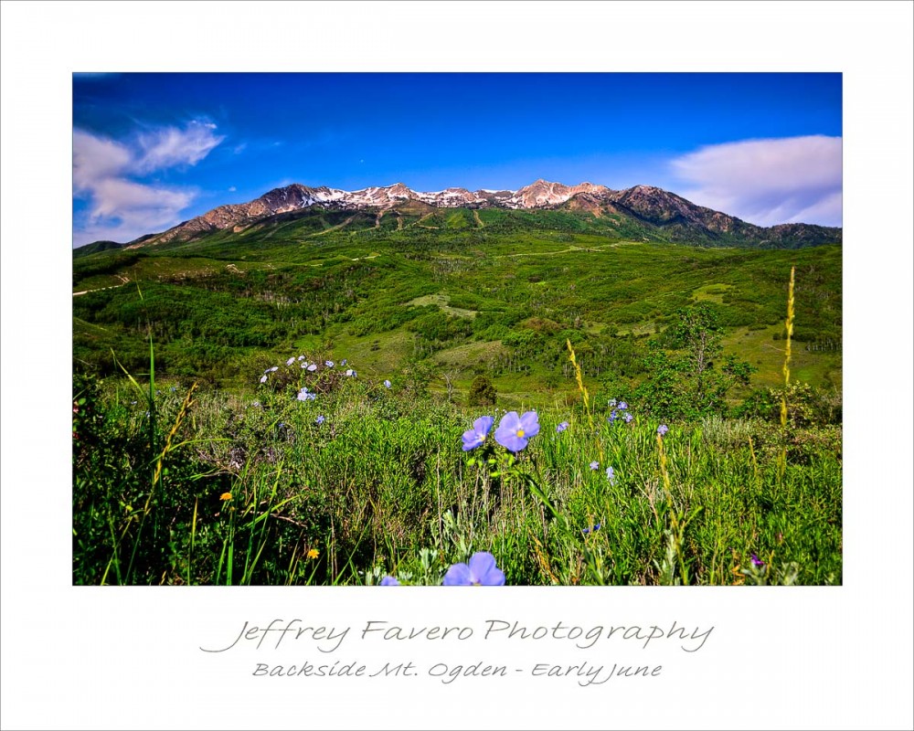 Backside Mt. Ogden - Early June