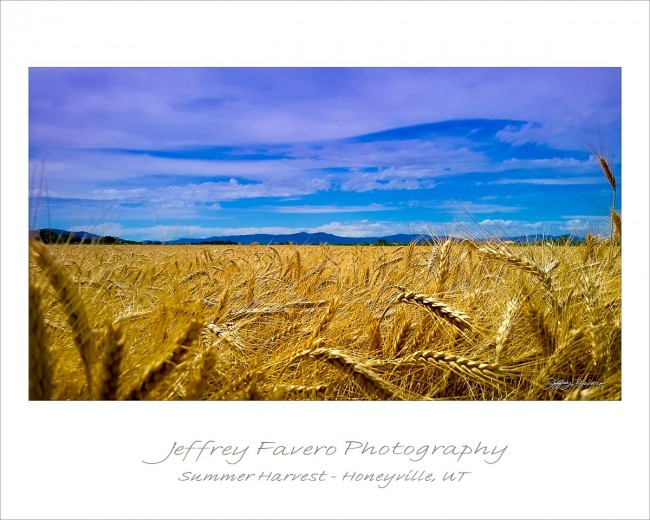 Summer Harvest - Honeyville, UT
