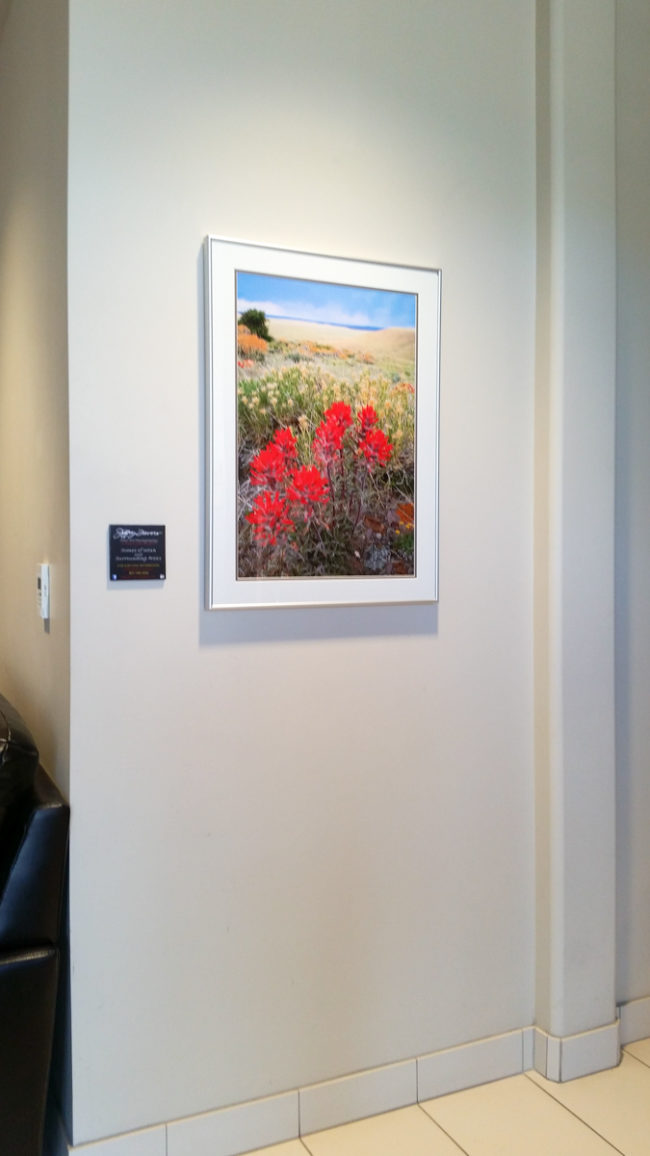 Indian Paintbrush