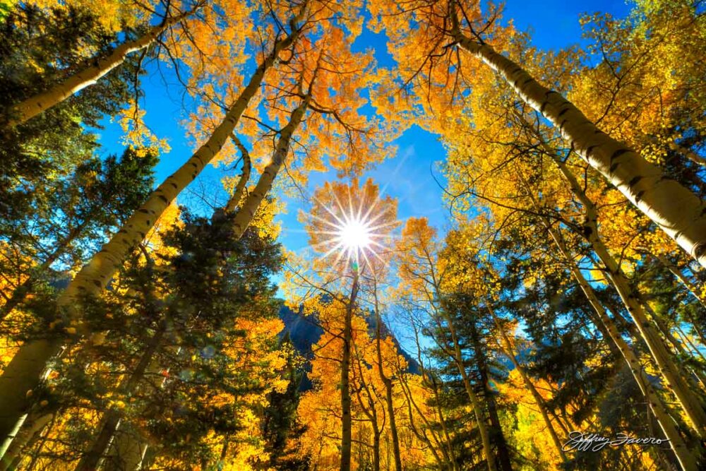 Fall Aspen Sunburst