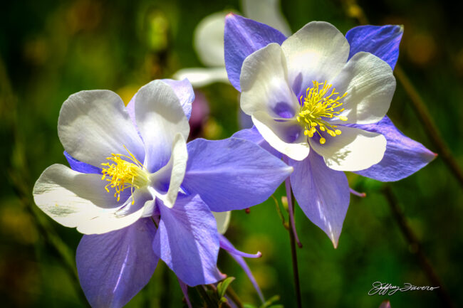 Colorado Rocky Mountain Columbine