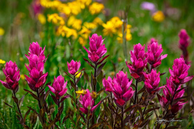 Coloradan Indian Paintbrush