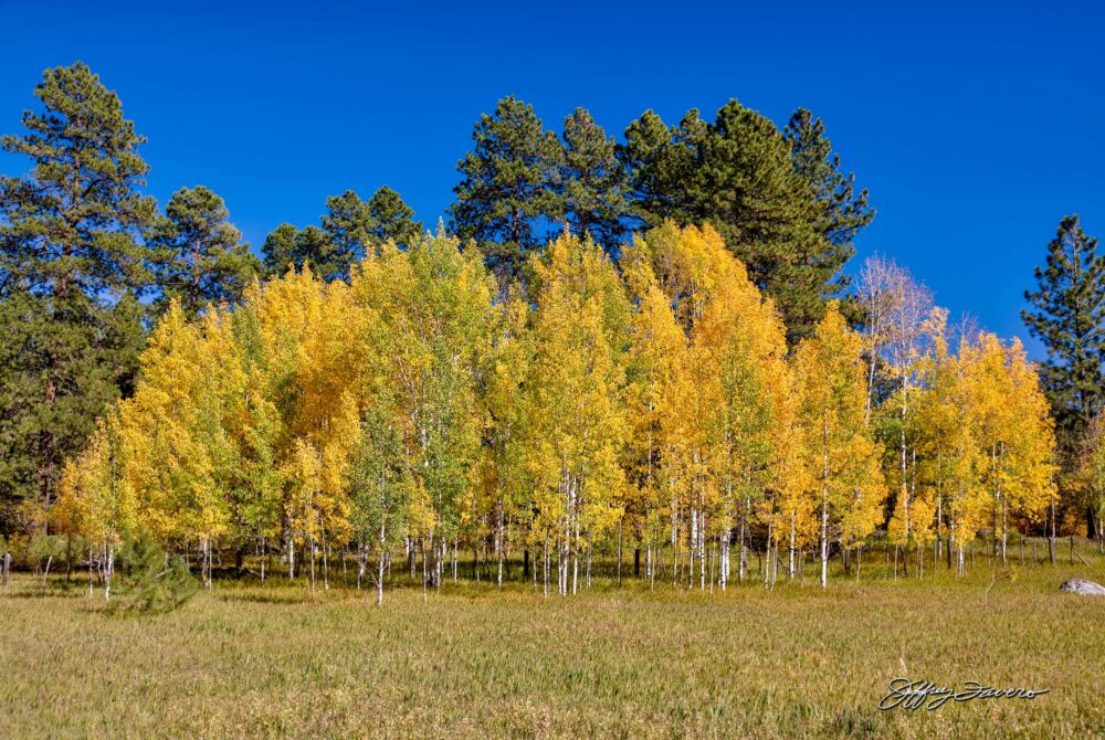 Fall Aspen - Ouray, Colorado