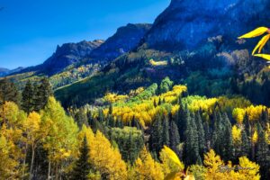 Fall From Camp Bird Road