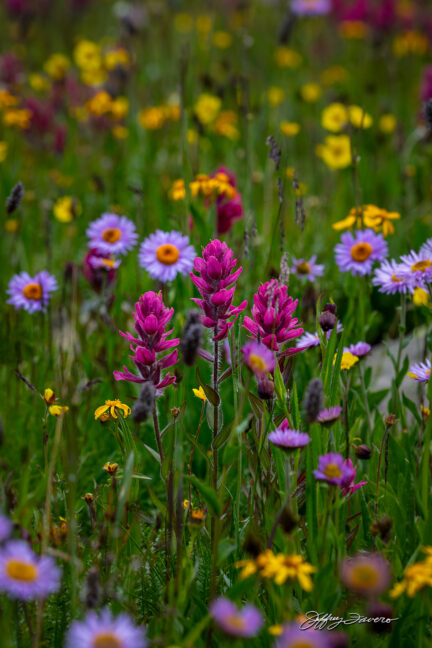 Yankee Boy Basin Wildflowers