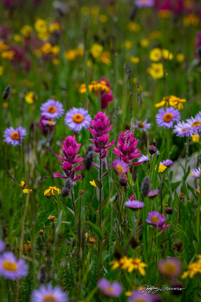 Yankee Boy Basin Wildflowers
