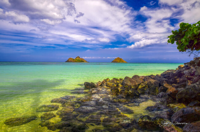 Foreshadowing Palm Silhouette