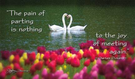 Joy of Meeting - Swans